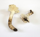 Hygrocybe angustifolia image