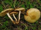 Pholiota gummosa image