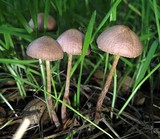 Psathyrella bipellis image