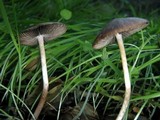Psathyrella bipellis image