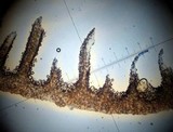 Psathyrella bipellis image