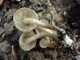 Pholiota angustipes image