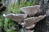 Trametes gibbosa image