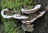 Trametes gibbosa image