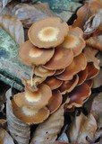 Kuehneromyces mutabilis image