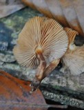 Kuehneromyces mutabilis image