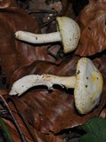 Hygrophorus chrysodon image
