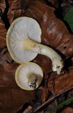 Hygrophorus chrysodon image