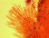 Leratiomyces squamosus image