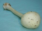 Amanita brunnescens var. pallida image