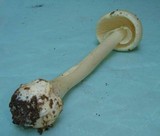 Amanita brunnescens var. pallida image