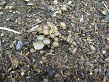 Psilocybe stuntzii image