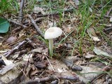 Amanita farinosa image