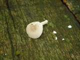 Amanita farinosa image