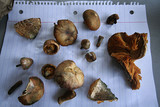Gymnopilus luteofolius image