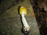 Amanita flavorubens image