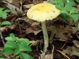 Amanita flavorubens image