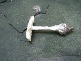 Amanita onusta image