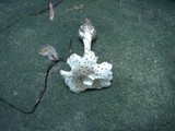 Amanita onusta image