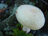 Amanita pantherina var. multisquamosa image