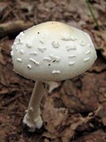Amanita multisquamosa image