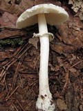 Amanita multisquamosa image