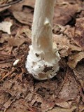 Amanita multisquamosa image