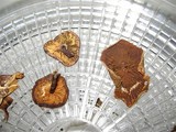 Gymnopilus luteofolius image