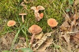 Lactarius camphoratus image