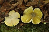 Tricholoma subsejunctum image