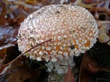 Amanita muscaria var. flavivolvata image