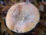 Amanita muscaria var. flavivolvata image