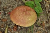 Baorangia bicolor image