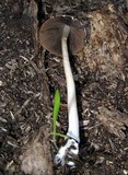 Psathyrella longipes image