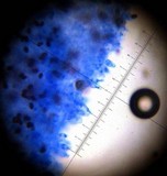 Psathyrella longipes image