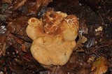 Hydnum mulsicolor image