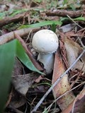 Chlorophyllum nothorhacodes image