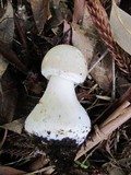 Chlorophyllum nothorhacodes image