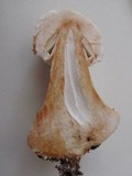 Chlorophyllum nothorhacodes image