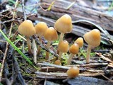 Psilocybe pelliculosa image