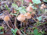 Psilocybe pelliculosa image