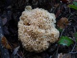 Sparassis crispa image