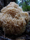 Sparassis crispa image