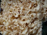 Sparassis crispa image