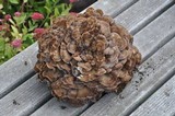 Grifola frondosa image