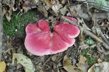 Fistulina hepatica image
