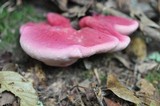 Fistulina hepatica image