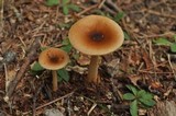 Amanita amerifulva image