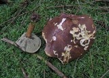 Boletus badius image