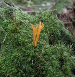 Calocera viscosa image